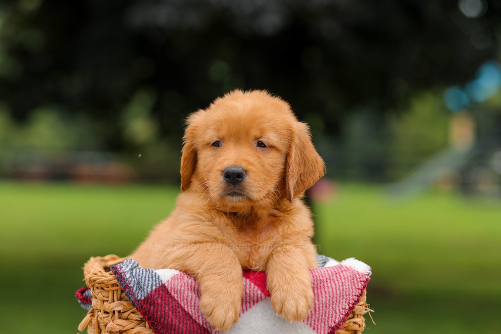 Jordan Image of Jordan, a Golden Retriever puppy