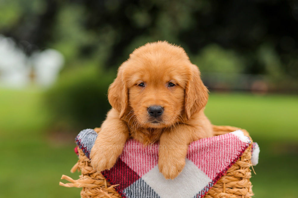Jordan Image of Jordan, a Golden Retriever puppy