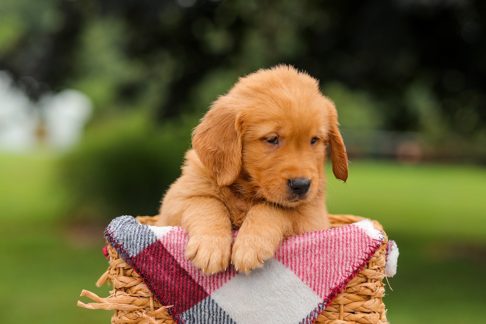 Jordan Image of Jordan, a Golden Retriever puppy