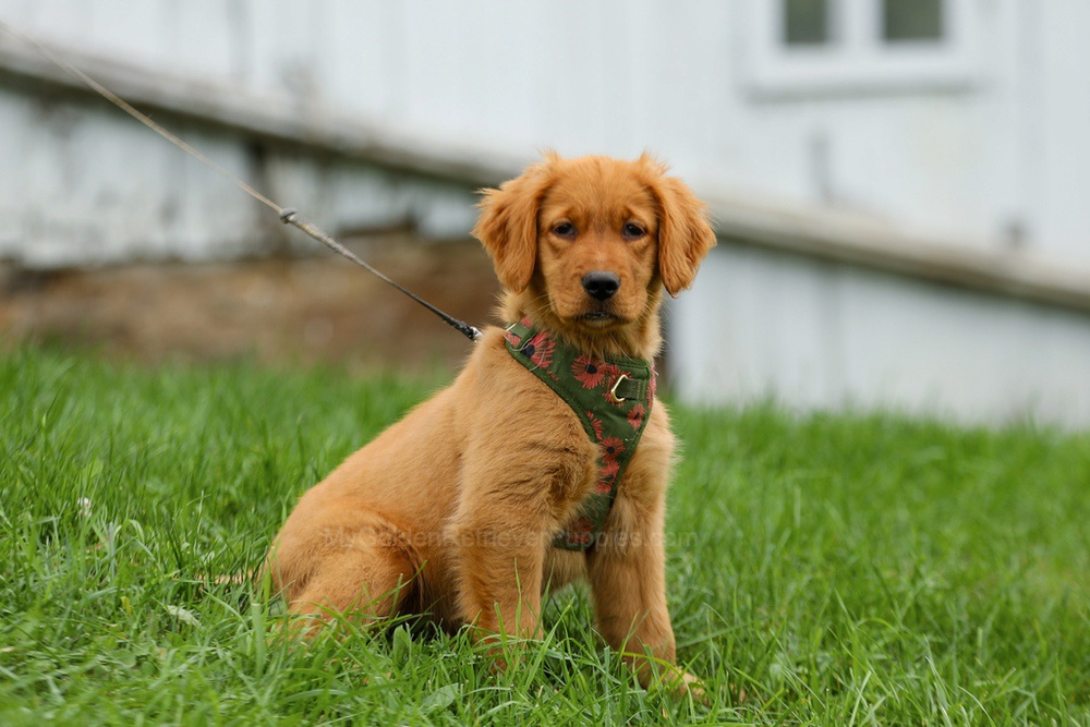 Julie Image of Julie, a Golden Retriever puppy