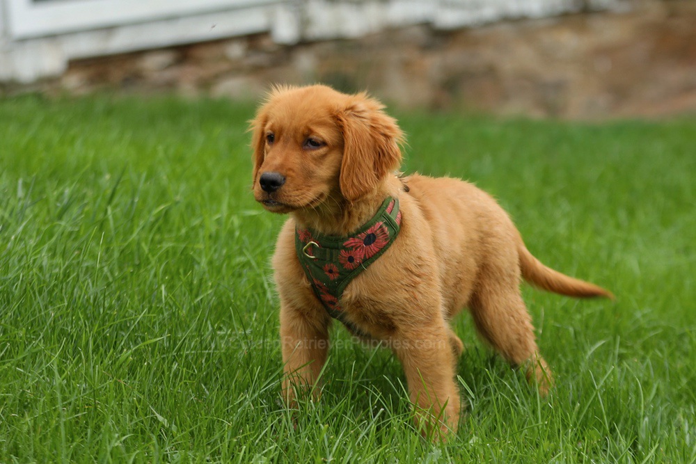 Julie Image of Julie, a Golden Retriever puppy