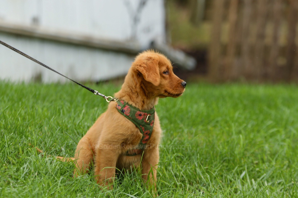 Julie Image of Julie, a Golden Retriever puppy