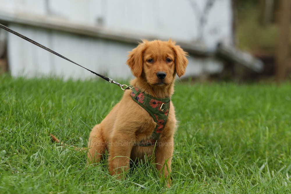 Julie Image of Julie, a Golden Retriever puppy