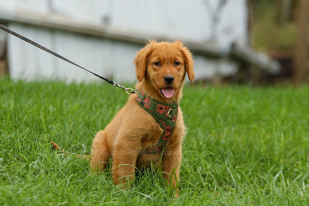 Julie Image of Julie, a Golden Retriever puppy