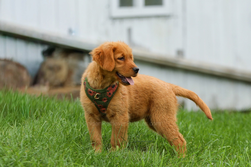 Julie Image of Julie, a Golden Retriever puppy