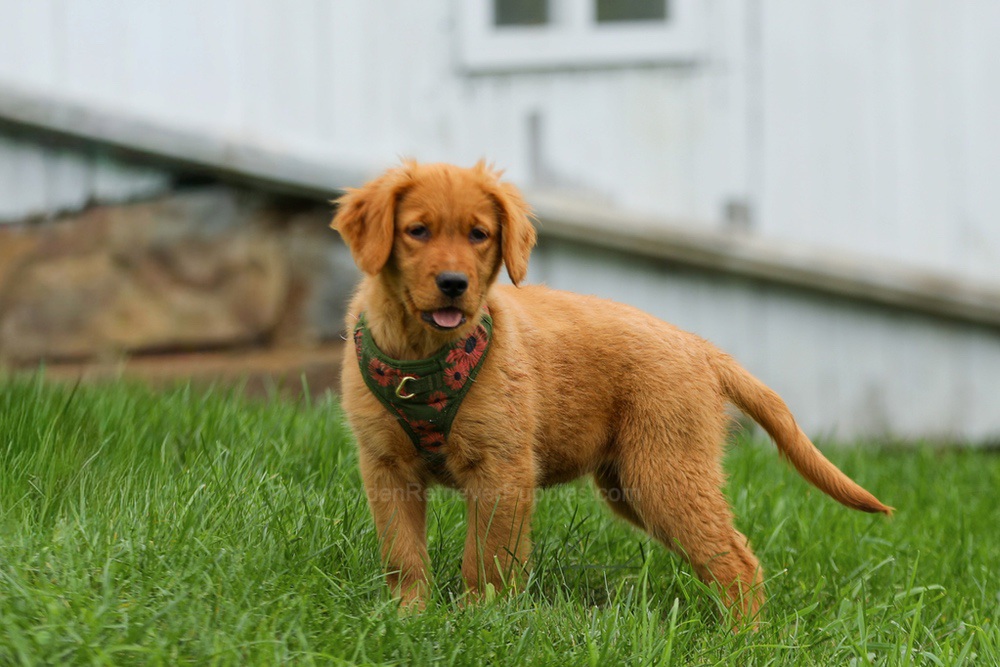 Julie Image of Julie, a Golden Retriever puppy