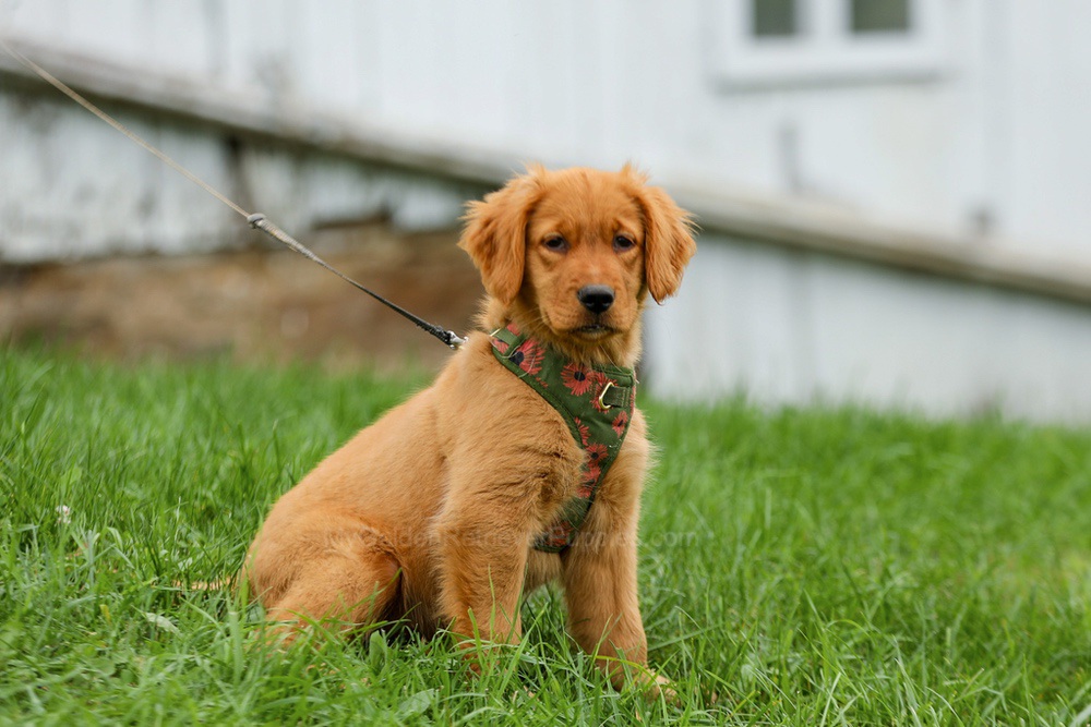 Julie Image of Julie, a Golden Retriever puppy