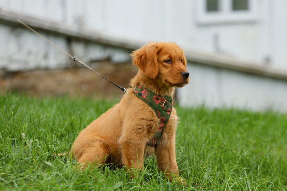 Julie Image of Julie, a Golden Retriever puppy
