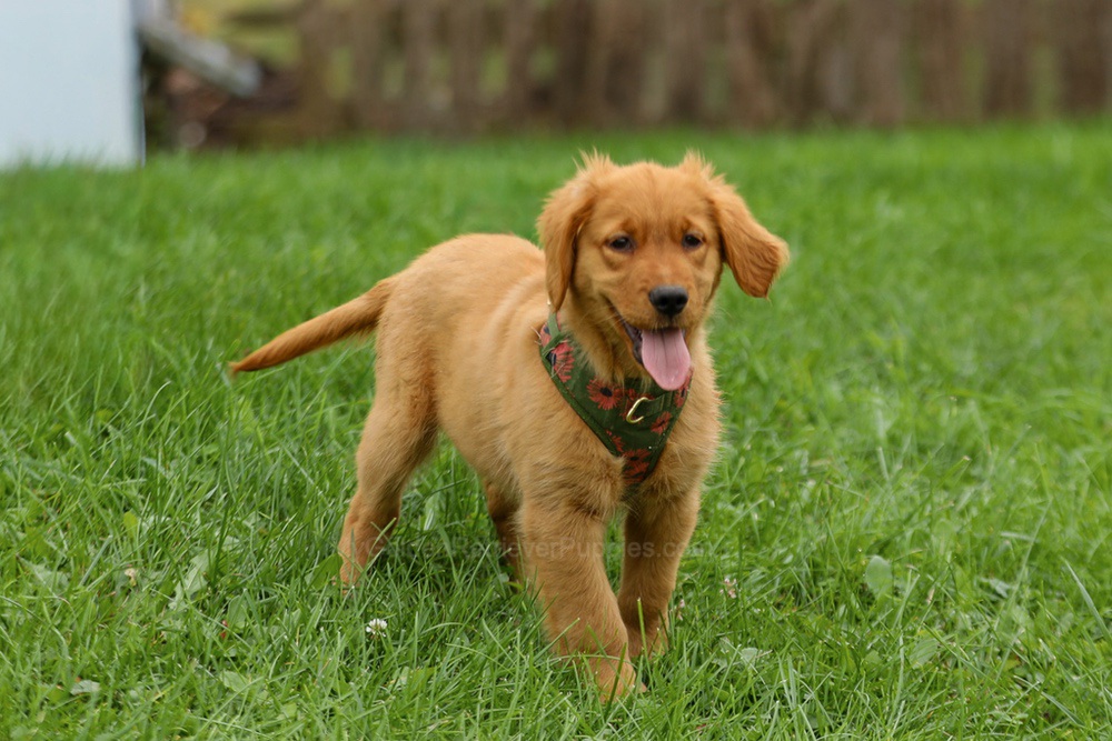 Julie Image of Julie, a Golden Retriever puppy