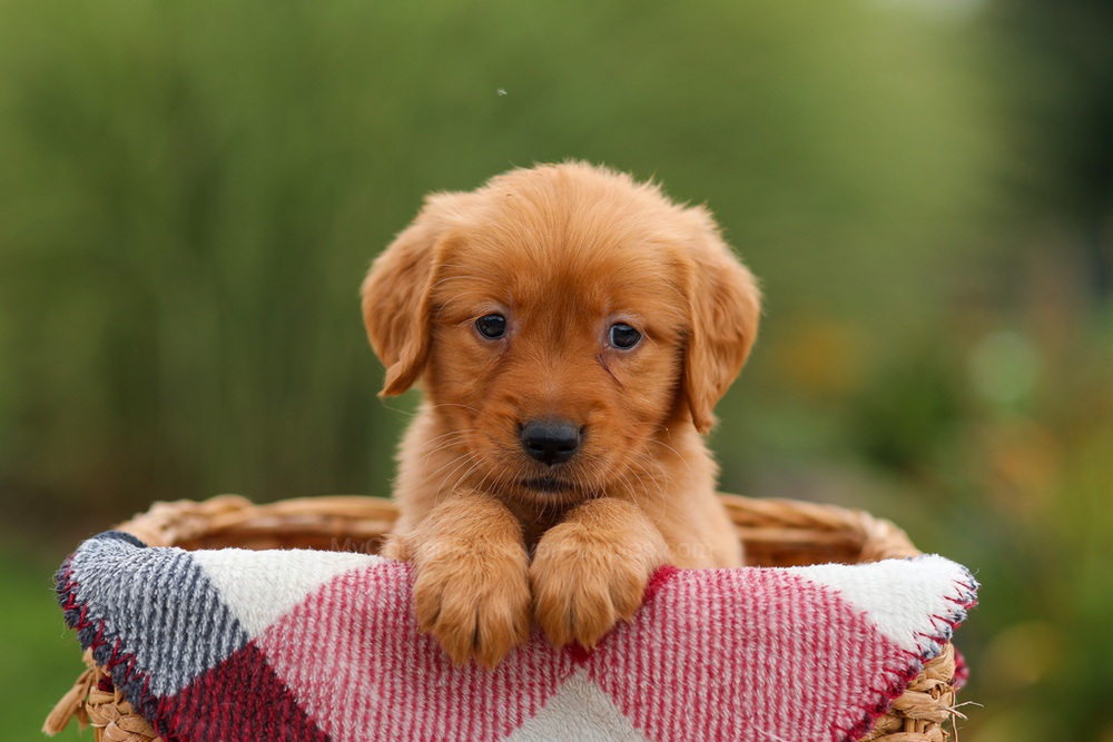 Julie Image of Julie, a Golden Retriever puppy