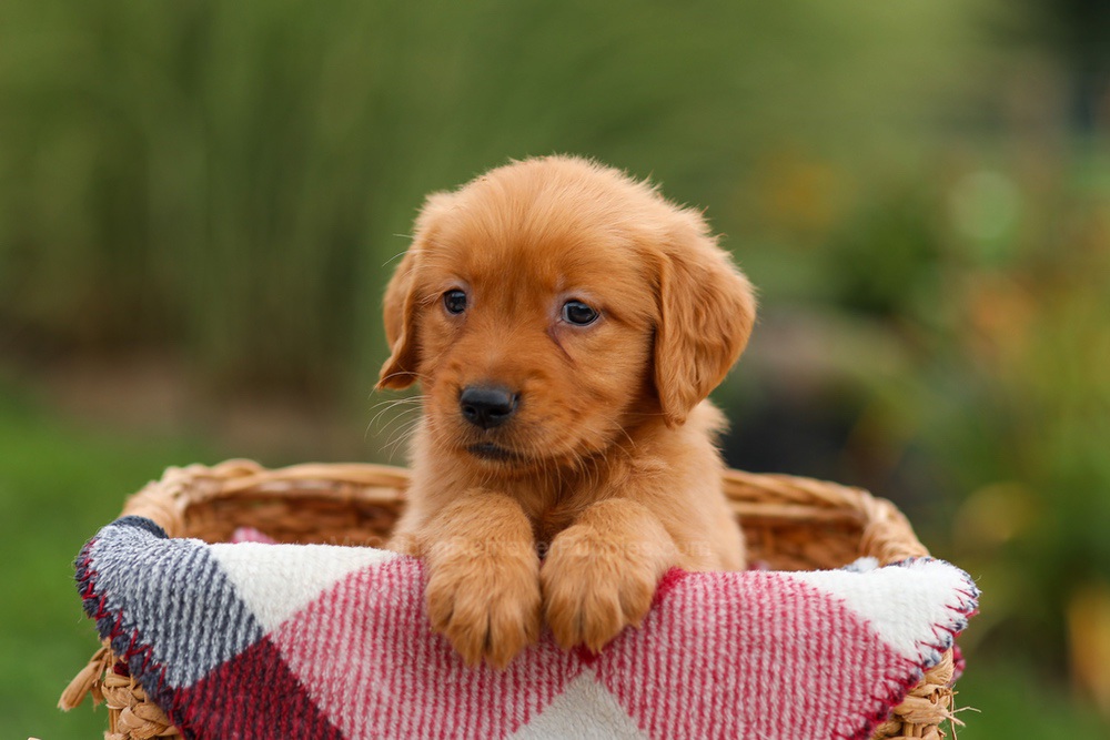 Julie Image of Julie, a Golden Retriever puppy
