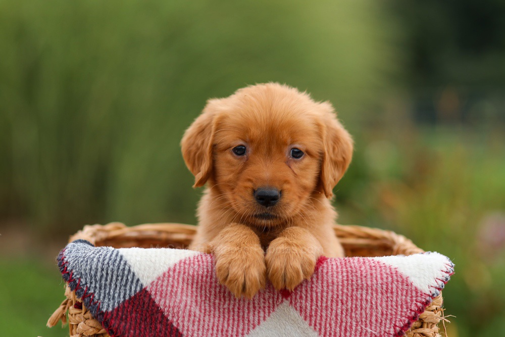 Julie Image of Julie, a Golden Retriever puppy