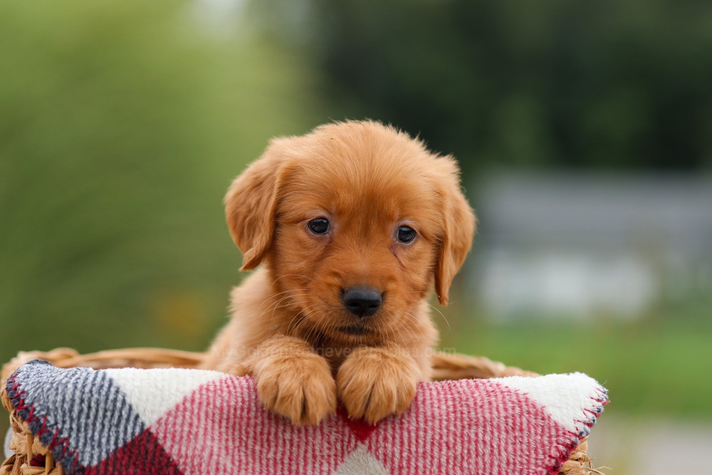 Julie Image of Julie, a Golden Retriever puppy