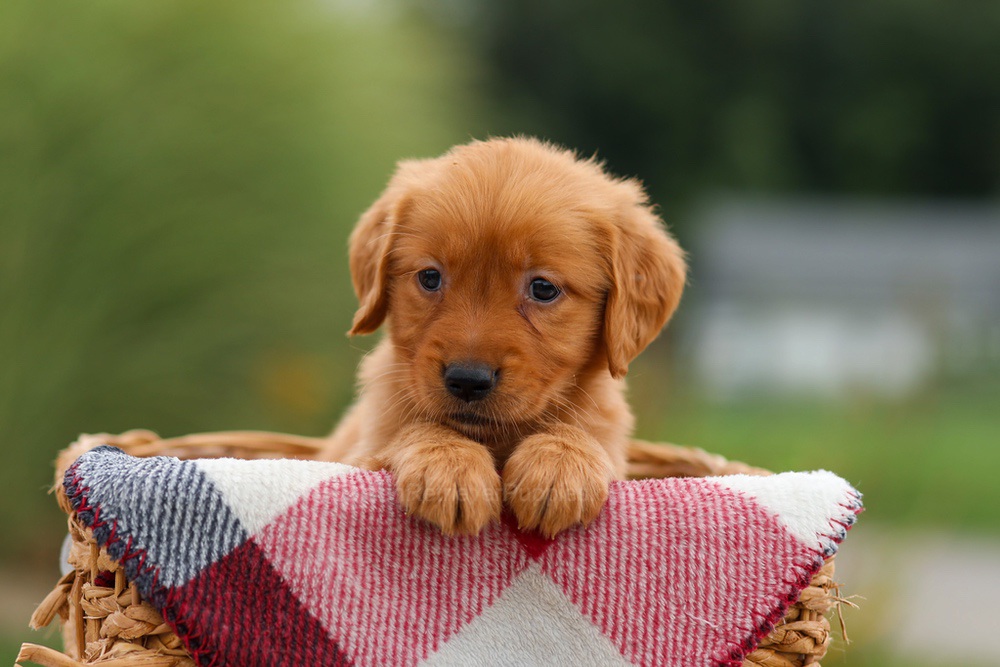 Julie Image of Julie, a Golden Retriever puppy