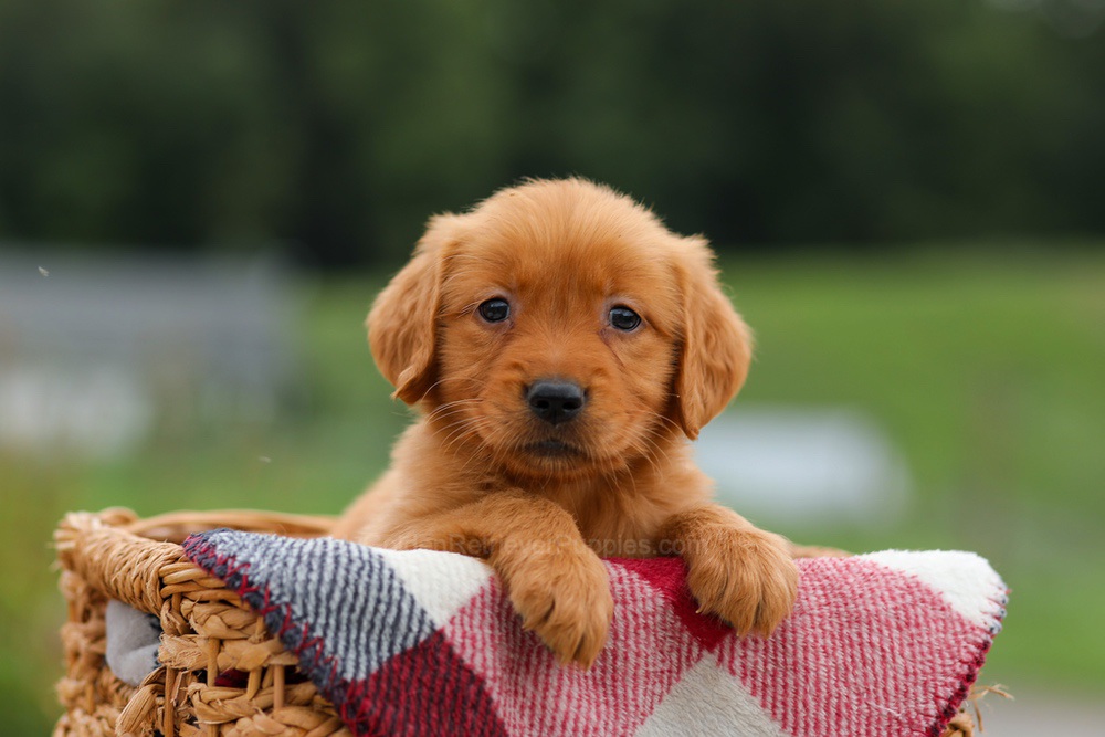Julie Image of Julie, a Golden Retriever puppy