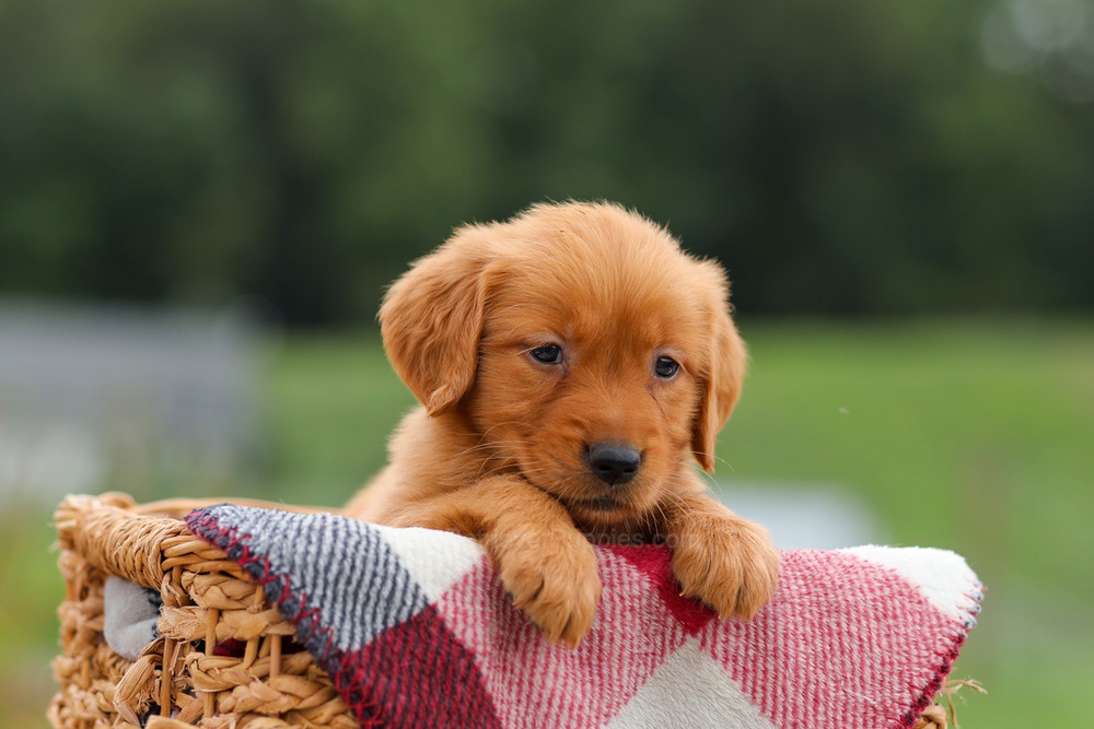 Julie Image of Julie, a Golden Retriever puppy