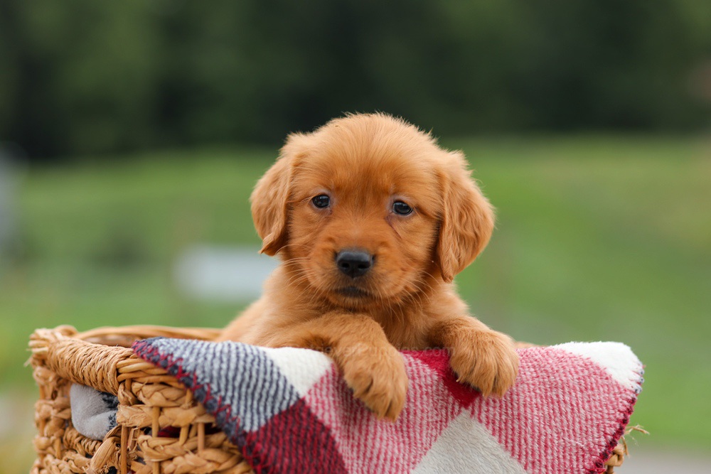 Julie Image of Julie, a Golden Retriever puppy