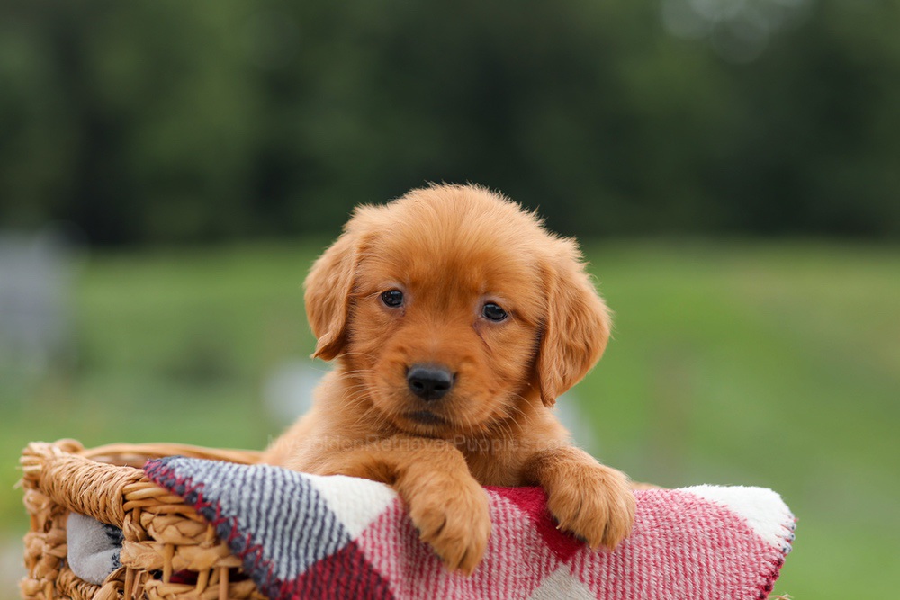 Julie Image of Julie, a Golden Retriever puppy