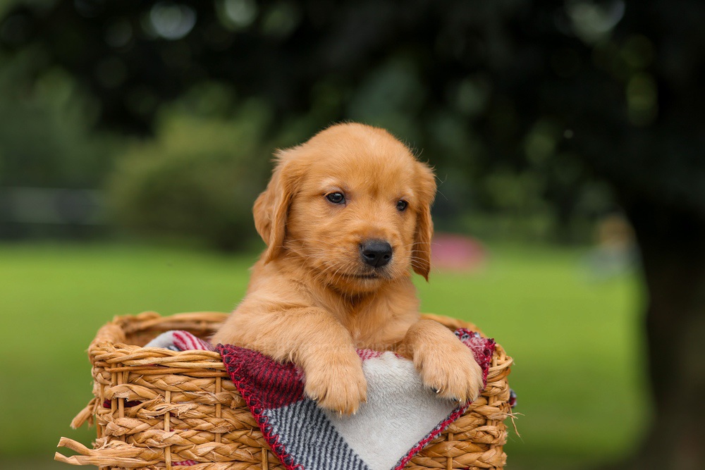 Jupiter Image of Jupiter, a Golden Retriever puppy