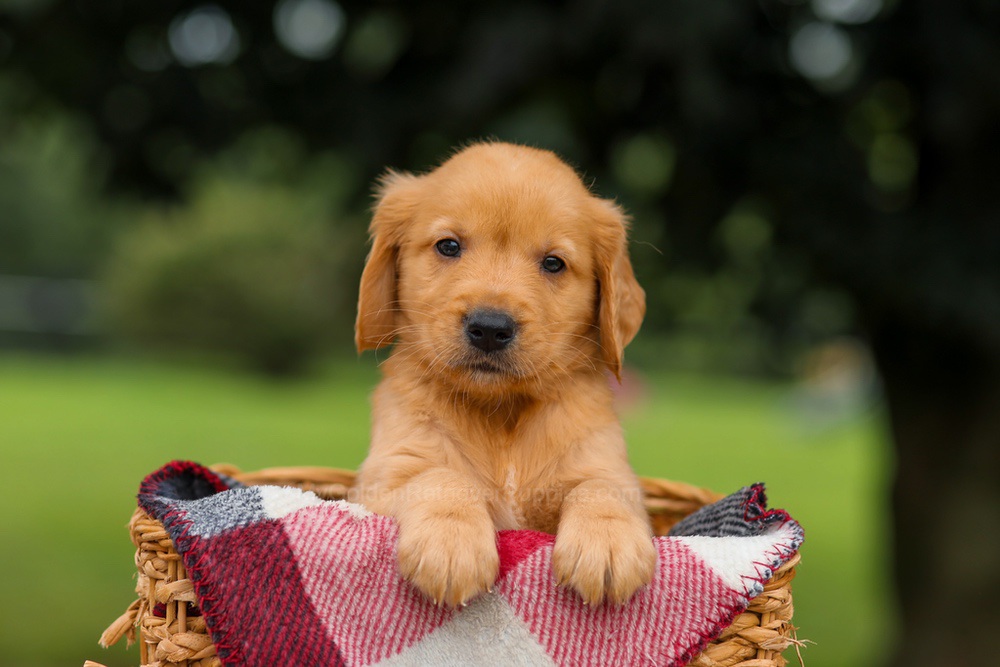 Jupiter Image of Jupiter, a Golden Retriever puppy