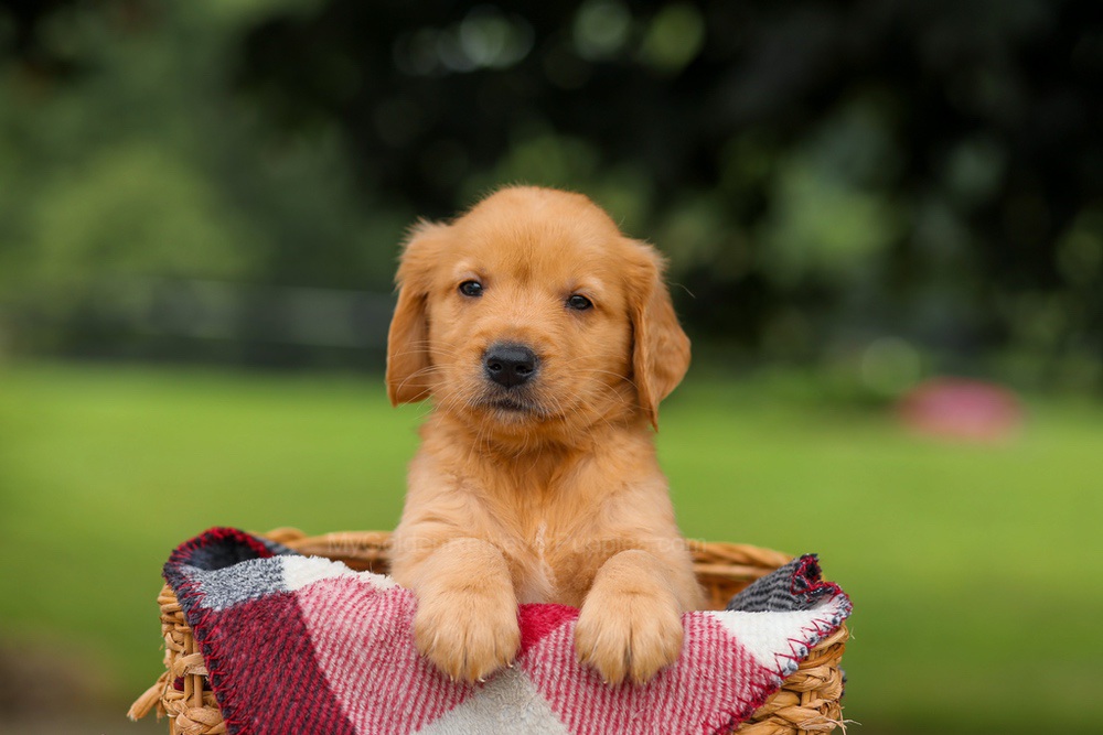 Jupiter Image of Jupiter, a Golden Retriever puppy
