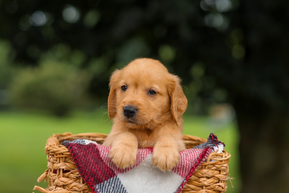 Jupiter Image of Jupiter, a Golden Retriever puppy