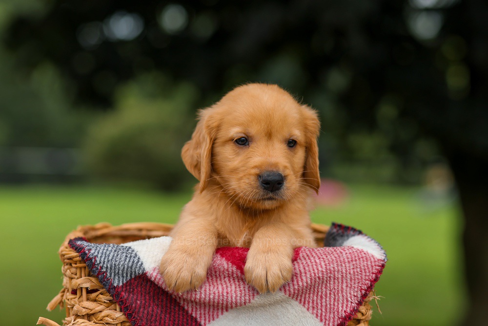 Jupiter Image of Jupiter, a Golden Retriever puppy