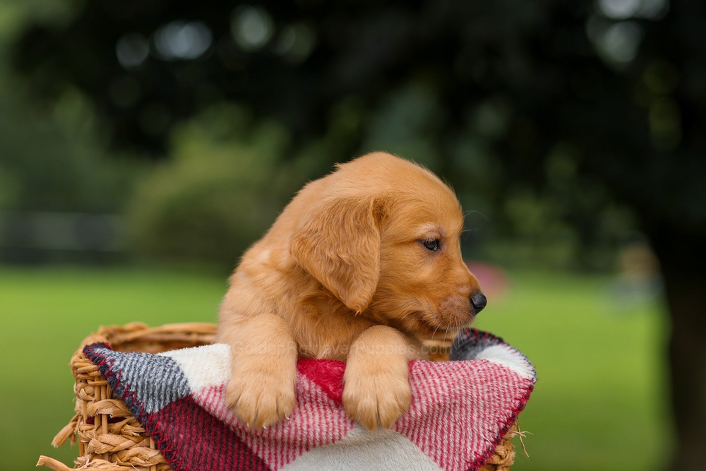 Jupiter Image of Jupiter, a Golden Retriever puppy