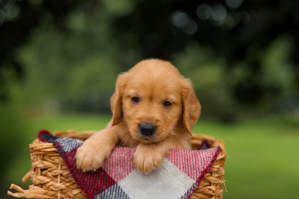 Jupiter Image of Jupiter, a Golden Retriever puppy