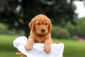 Image of Kendra, a Golden Retriever puppy