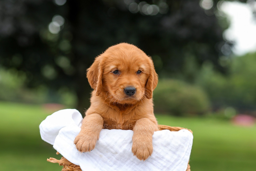Kendra Image of Kendra, a Golden Retriever puppy