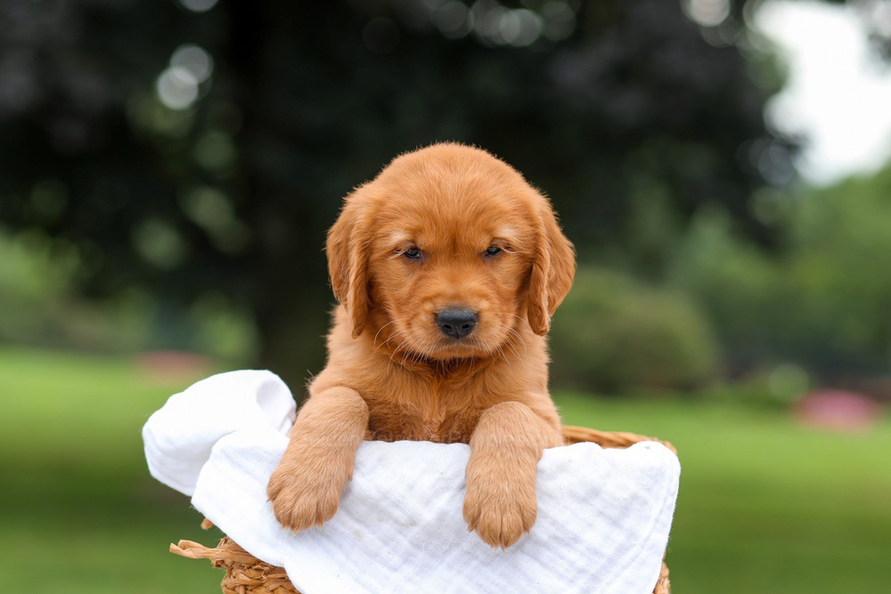 Kendra Image of Kendra, a Golden Retriever puppy