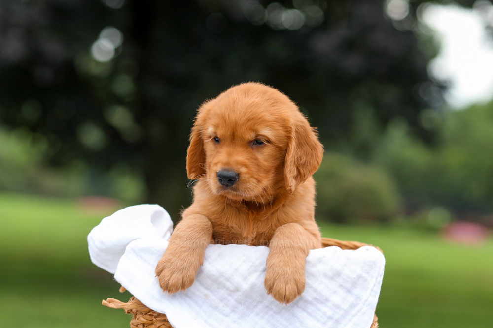 Kendra Image of Kendra, a Golden Retriever puppy