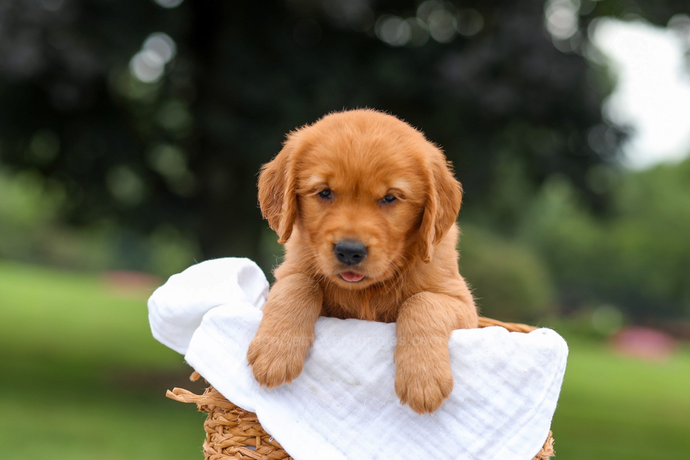 Kendra Image of Kendra, a Golden Retriever puppy