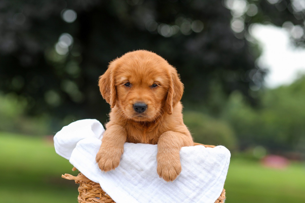 Kendra Image of Kendra, a Golden Retriever puppy