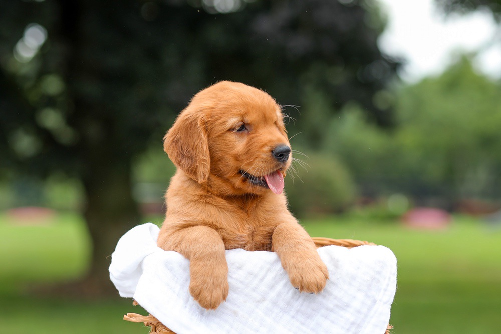 Kendra Image of Kendra, a Golden Retriever puppy