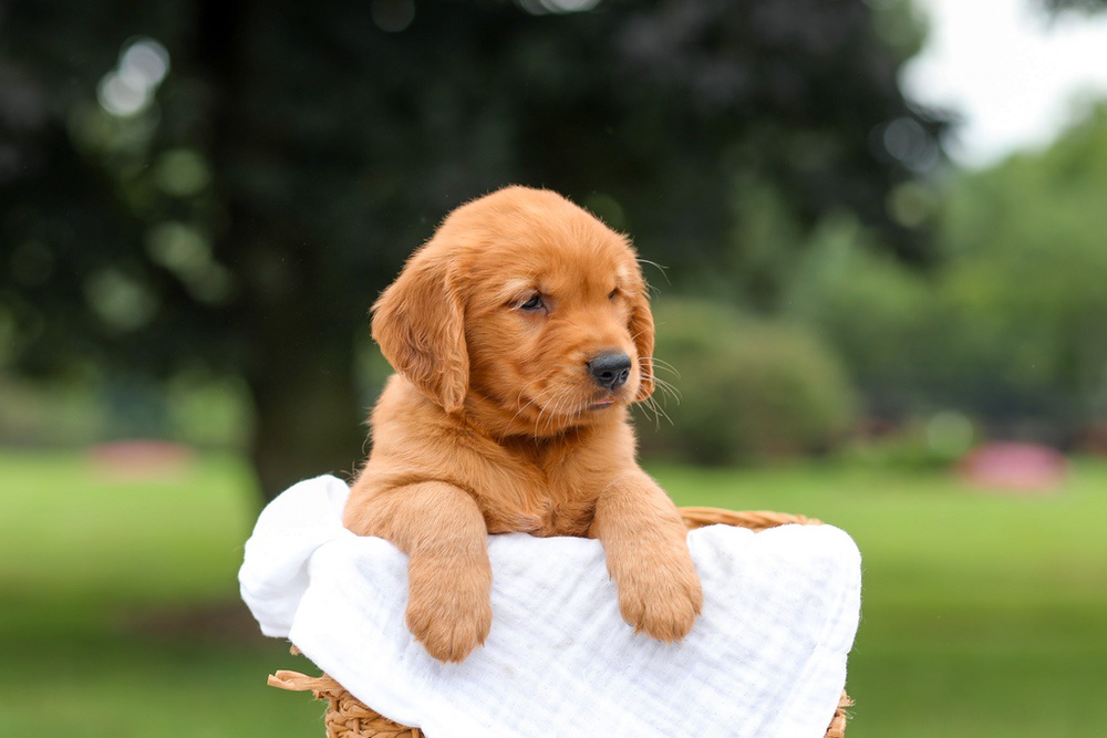 Kendra Image of Kendra, a Golden Retriever puppy