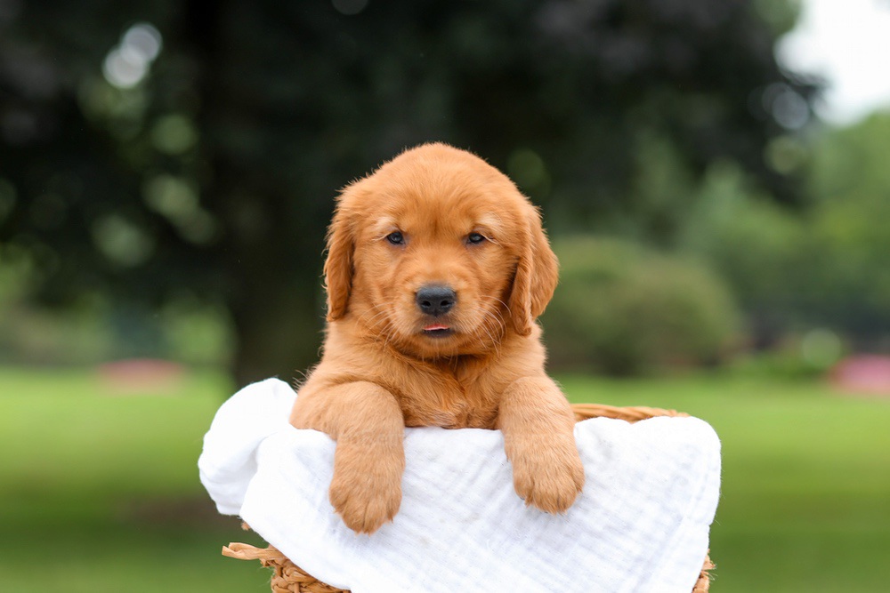 Kendra Image of Kendra, a Golden Retriever puppy