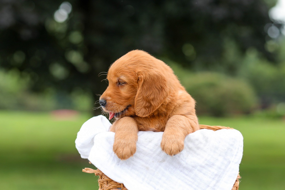 Kendra Image of Kendra, a Golden Retriever puppy