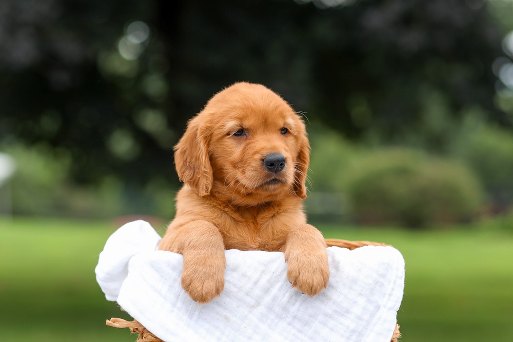 Kendra Image of Kendra, a Golden Retriever puppy