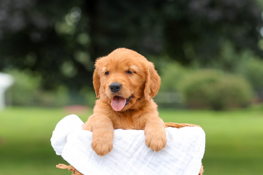Kendra Image of Kendra, a Golden Retriever puppy