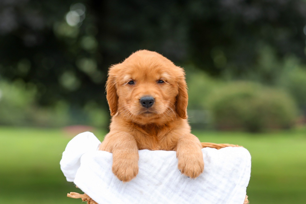 Kendra Image of Kendra, a Golden Retriever puppy