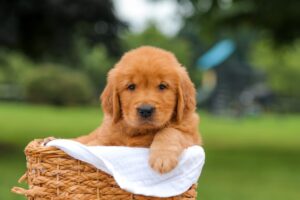Image of Kent, a Golden Retriever puppy
