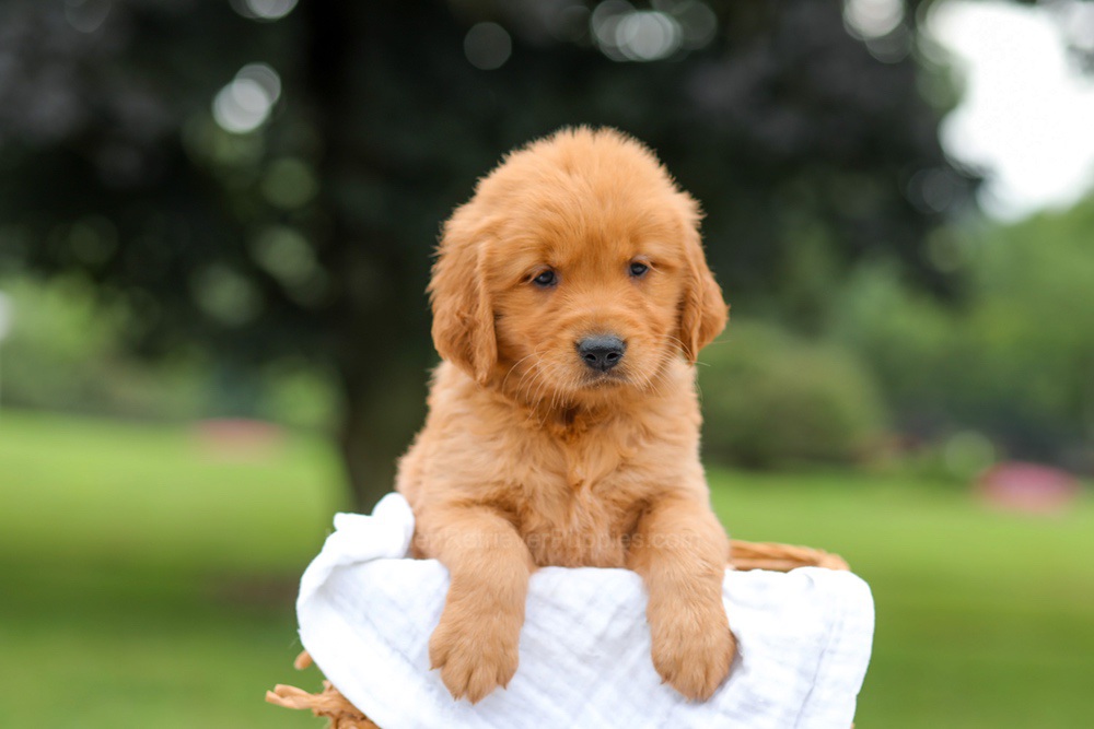 Kris Image of Kris, a Golden Retriever puppy