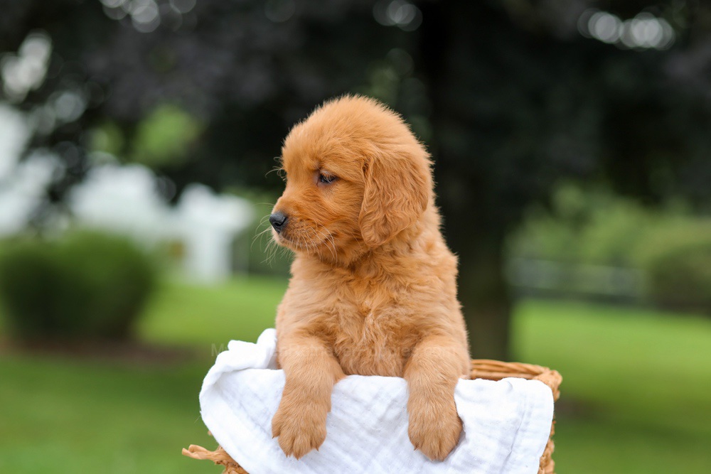 Kris Image of Kris, a Golden Retriever puppy