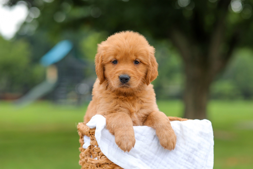 Kris Image of Kris, a Golden Retriever puppy