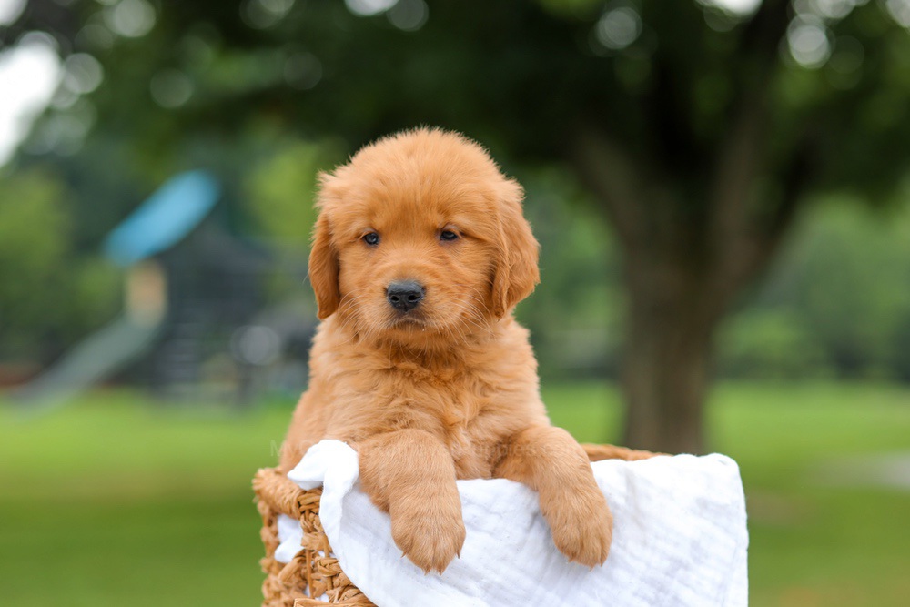 Kris Image of Kris, a Golden Retriever puppy