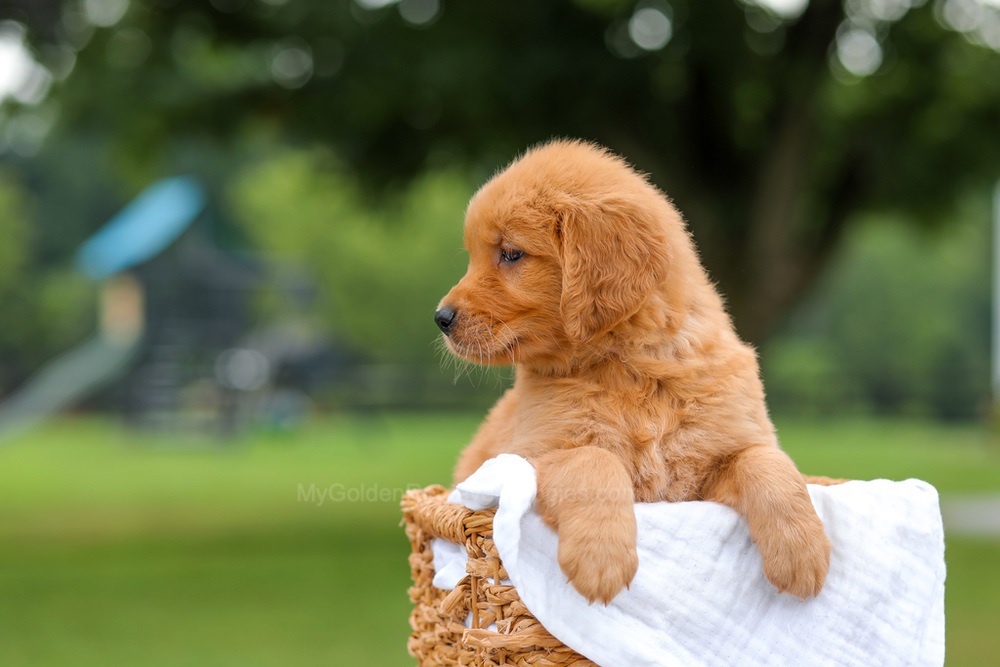 Kris Image of Kris, a Golden Retriever puppy