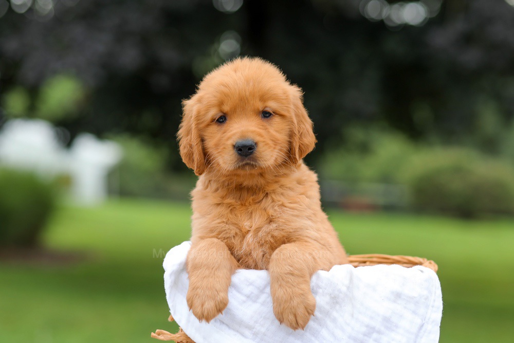 Kris Image of Kris, a Golden Retriever puppy
