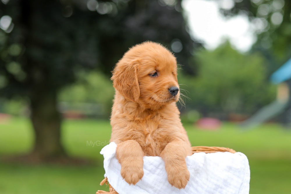 Kris Image of Kris, a Golden Retriever puppy